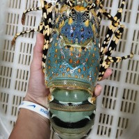 龍蝦大青冷凍海鮮急凍小青特大波士頓花龍批發(fā)代發(fā)一件批發(fā)跨境