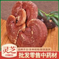 靈芝廠家貨源 吉林長(zhǎng)白山整個(gè)靈芝散裝批價(jià)優(yōu) 中藥材靈芝個(gè)泡酒