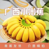 廣西小米蕉迷你小香蕉應(yīng)季水果現(xiàn)采現(xiàn)發(fā)產(chǎn)地直供1斤3斤5斤9斤裝