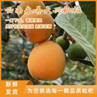 云南永善大興枇杷新鮮當(dāng)季水果現(xiàn)摘果孕婦甜琵琶整箱批發(fā)鮮果包郵