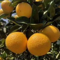 【福建甜桔柚】當季新鮮水果皮薄肉厚美味多汁甜心柚子一件代發(fā)