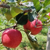 正宗昭通灑漁蘋果新鮮水果當(dāng)季整箱紅露冰糖心一級甜全國批發(fā)零售