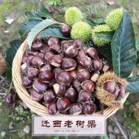 金秋銘栗 遷西板栗批發(fā)河北生鮮油栗貨源產(chǎn)地供應炒貨店專選栗子