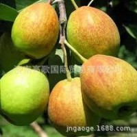 廠家常年供應(yīng)新梨7號 pear 歡迎大量選購 價格美麗