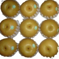 廠家常年供應(yīng)新高梨 pear 歡迎選購 大量采購