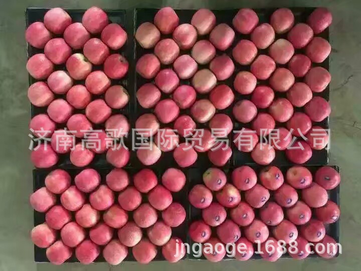 粉紅女士1