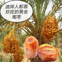 廠家批發(fā)新貨抖音爆款伊拉克奶香大椰棗整箱散裝500g