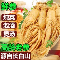 【保鮮人參】長(zhǎng)白山人參 廠家直銷 東北特產(chǎn) 新鮮人參 泡酒參批發(fā)