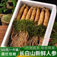 新鮮人參 長白山人參帶土鮮參 2023年新貨 現(xiàn)挖現(xiàn)賣 廠家批發(fā)
