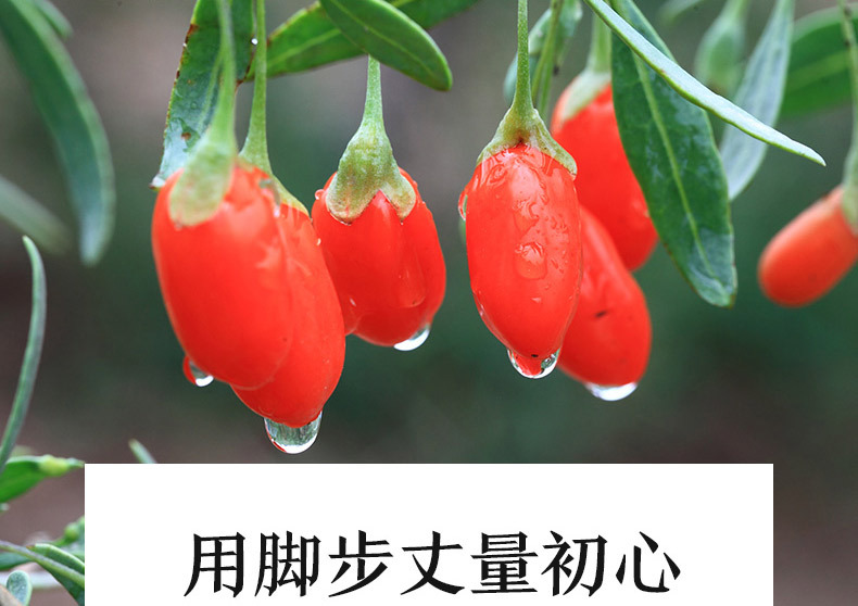 新版-枸杞詳情頁_06