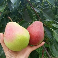運(yùn)城現(xiàn)摘七月紅梨薄皮酥梨新鮮當(dāng)季水果包郵