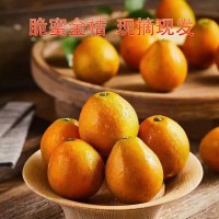 脆蜜金桔現(xiàn)摘先發(fā)產地直采生鮮水果桔子果實飽滿甜質量保證