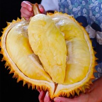 泰國金枕榴蓮一件代發(fā)現(xiàn)貨新鮮整個帶殼水果包郵非貓山王代發(fā)榴蓮