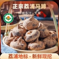 馬蹄新鮮現(xiàn)挖種植基地直接批發(fā)廣西荔浦馬蹄荸薺農家自種