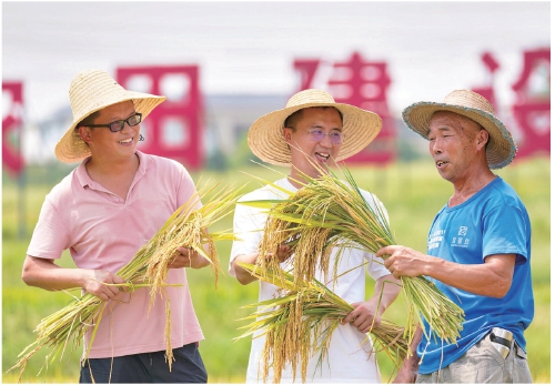 “羅沙貢米”開鐮收割