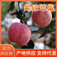 本地果園現(xiàn)摘現(xiàn)發(fā)煙臺條紋紅富士蘋果新鮮蘋果水果紅富士蘋果批發(fā)