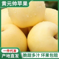 黃元帥黃蘋果新鮮現(xiàn)摘山東煙臺粉面香甜蘋果嬰兒刮泥10斤整箱水果