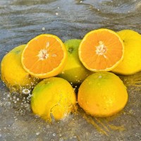 湖北秭歸夏橙現(xiàn)摘水果大果新鮮酸甜多汁應當季手剝橙子自家種植