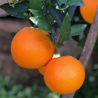 湖北秭歸秋橙九月紅現(xiàn)摘水果大果新鮮酸甜多汁應當季手剝果凍橙子