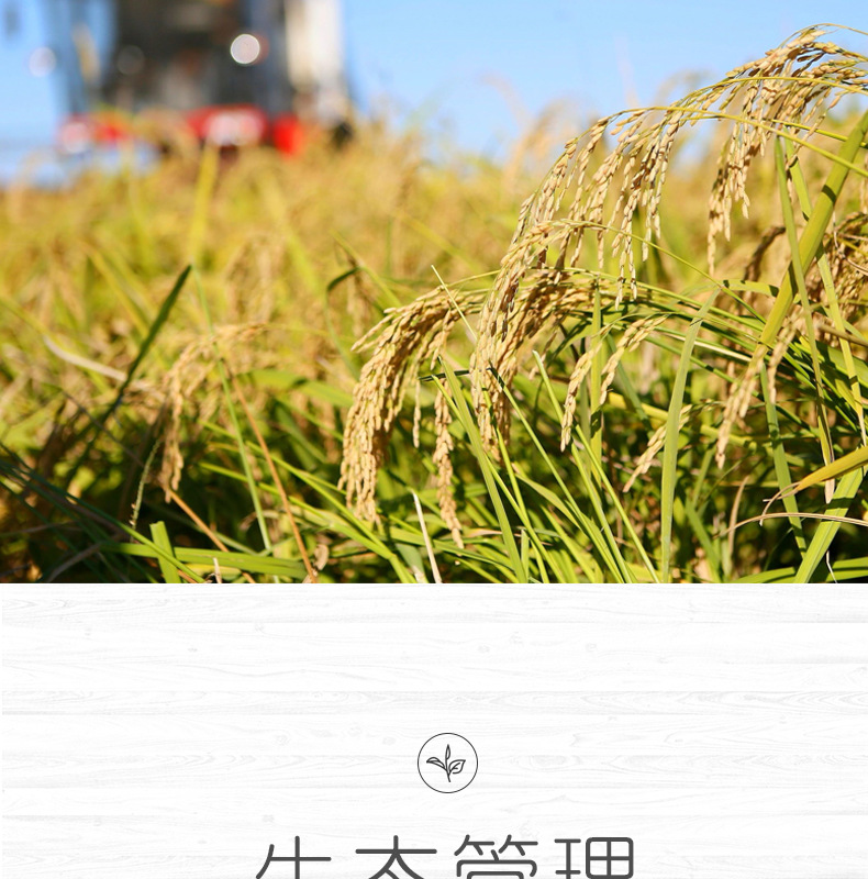 1黃山香米a_010