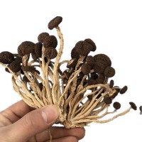 君志 新貨江西廣昌茶樹菇干貨批發(fā)不開傘5號菇黑帽菇散裝食用菌