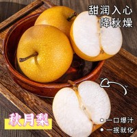 山東秋月梨4.5-5斤大果 新鮮水果梨子