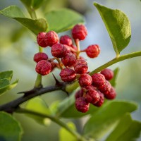 批發(fā)茂文紅花椒500g茂縣大紅袍漢源干花椒鹵料配料炒菜食用調(diào)料
