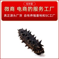 大連純淡干海參干貨批發(fā)大連特產(chǎn)非禮盒干制遼參水產(chǎn)大連海參