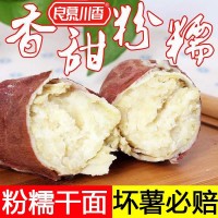 正宗板栗薯紅皮白心紅薯新鮮番薯白瓤山芋白肉栗子粉糯面地瓜紅薯