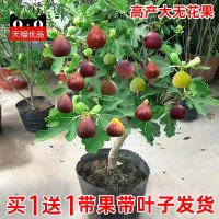 無花果樹果苗帶果矮化盆栽特大果波姬紅金傲芬斯特拉無花果苗樹苗