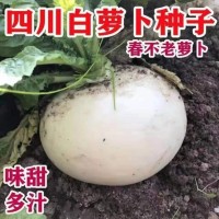 春不老蘿卜種籽圓白蘿卜種子四川春不老蘿卜種籽蜂糖大蘿卜秋冬季
