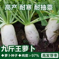 九斤王種子白蘿卜種籽蔬菜種子不空心春不老種子特大四季秋季播種