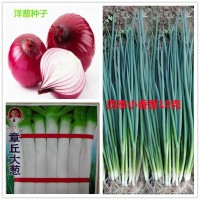 批發(fā)蔬菜種子四季小香蔥大蔥洋蔥約100粒按斤家庭陽臺菜園