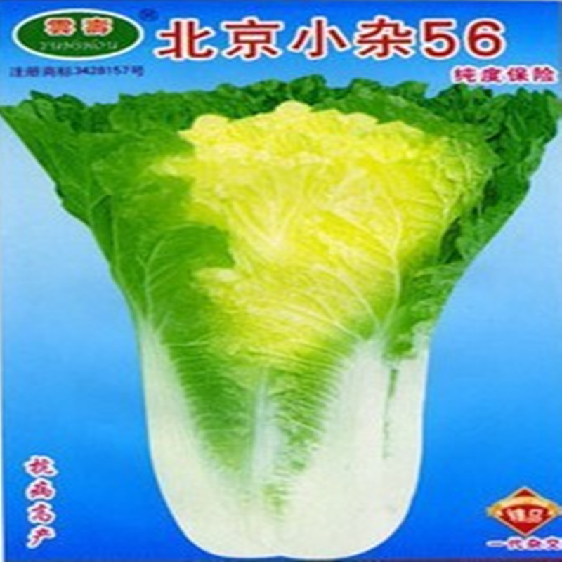 北京小雜白菜