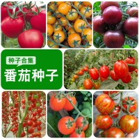 黑珍珠黑番茄種子紫番茄籽苗水果四季盆西紅柿四季籽壽光蔬菜種孑