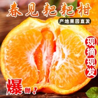 大果12枚【單果100-120g】