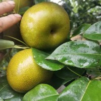廣西富川沙梨黃花梨桂花梨新鮮脆翠冠梨豐水梨薄皮脆甜多汁碭山梨