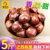 2023新貨皇的正宗遷西板栗生新鮮油栗燕山栗子生新鮮散裝5斤批發(fā)