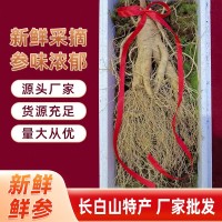 長白山帶土鮮參整支鮮人參煲湯泡酒人參廠家批發(fā)鮮人參帶土參