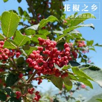 四川漢源大紅袍花椒干花椒 紅花椒?；ń贩凼秤棉r家青麻椒