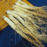 特產(chǎn)生曬參白參原皮參批發(fā)泡酒人參煲湯長白山人參廠家直銷