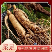 鮮參長白山新鮮人參帶土圓參白參批發(fā)泡酒料煲湯大人參批發(fā)土特產(chǎn)