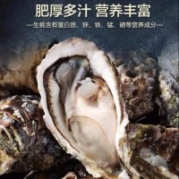 不帶殼新鮮活剝大生蠔肉 牡蠣肉 海蠣子 口感細(xì)膩 肥沃豐腴 袋裝批發(fā)