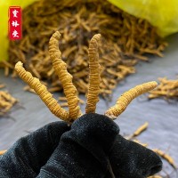 冬蟲夏草蟲草禮盒裝一克四根足干無斷草蟲草伴手禮 冬蟲夏草批發(fā)