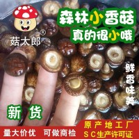 袖珍菇批發(fā)價(jià) 西峽干香菇 產(chǎn)地批發(fā) 冬菇 干椎茸1.5-2CM