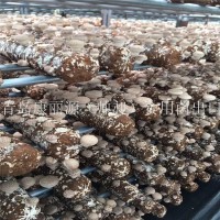 出口澳洲南美白蠔菇菌棒香菇菌棒，香菇菌包，平菇菌棒