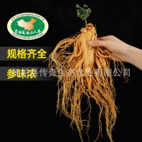 保鮮參 東北特產(chǎn)保鮮參長白山袋裝整支人參泡酒參規(guī)格齊全 人參