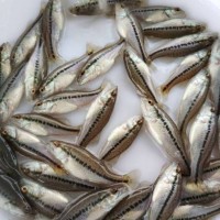 加州鱸魚苗 鮮活大口黑鱸魚 漁場直供 售后技術(shù)指導(dǎo)