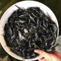 廣東批發(fā)叉尾魚苗高產(chǎn)量無病害 云南鮰魚苗