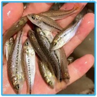 淡水加州鱸魚苗 反季節(jié)苗 3-4厘米優(yōu)鱸1號魚苗 宏利發(fā)